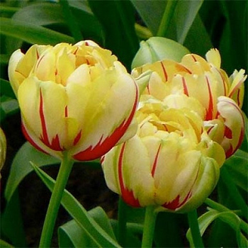 Тюльпан махровый поздний Юник Гламур