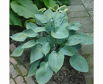 Хоста гибридная Блу Стилтон
