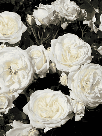 Роза Флорибунда Alabaster