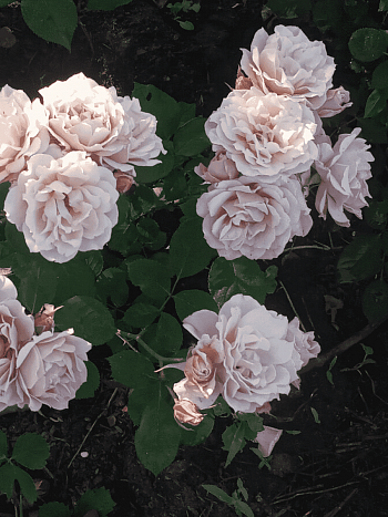 Роза Флорибунда Ioli