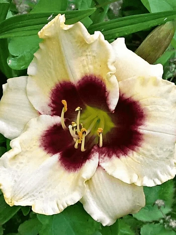 Лилейник Pandora's Box