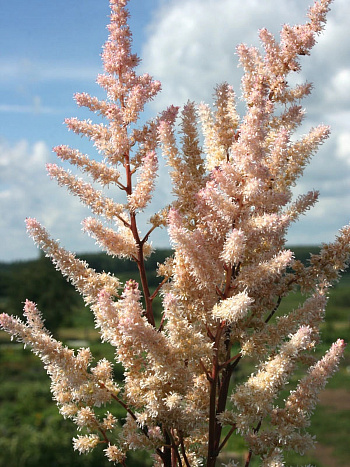 Астильба японская Бронзлауб