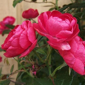 Роза миниатюрная Пинк Морсдаг