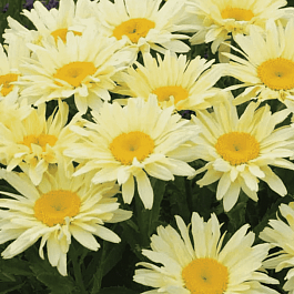 Нивяник наибольший Banana Cream