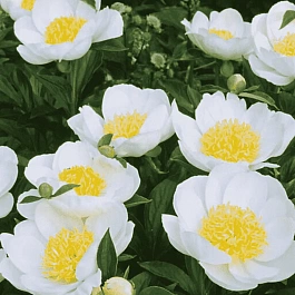 Пион травянистый Jan van Leeuwen