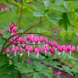 Дицентра великолепная