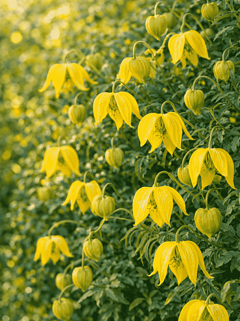 Клематис Тангутский