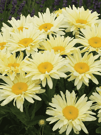 Нивяник наибольший Banana Cream