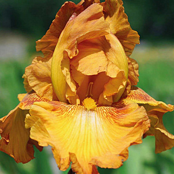 Ирис бородатый Растик Седар