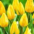 Тюльпан Yokohama