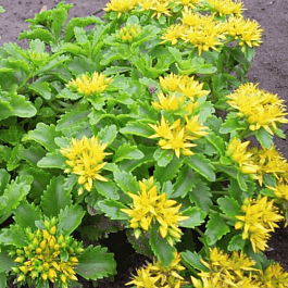 Очиток сельского