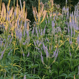 Вероникаструм сибирский Amethyst