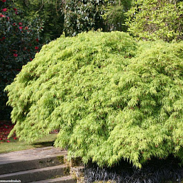 Клен веерный Диссектум Клен веерный Диссектум