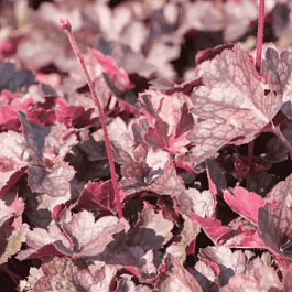 Гейхера  Mini Mouse