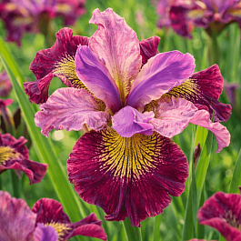 Ирис сибирский Miss Apple