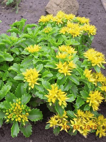 Очиток сельского