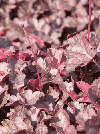 Гейхера  Mini Mouse