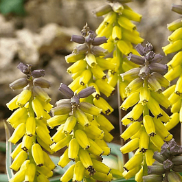 Мускари Golden Fragrance