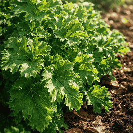 Гейхера Malachite