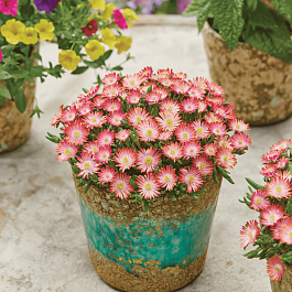 Делосперма Купера Ice Cream Salmon