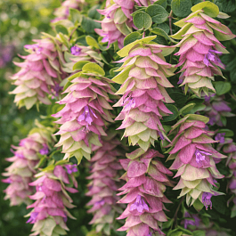 Душица кругнолистная Kent Beauty