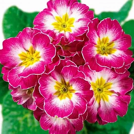 Примула Hethor Rose Flame