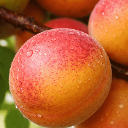 Абрикос Компотный