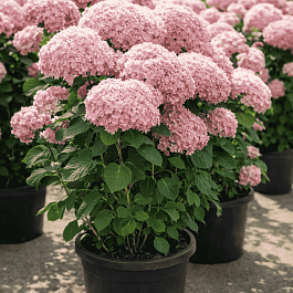 Гортензия древовидная Sweet Annabelle