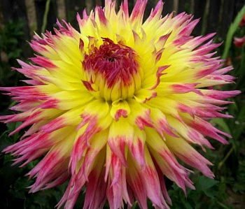 Георгина Бахромчатая Линдси Мишель