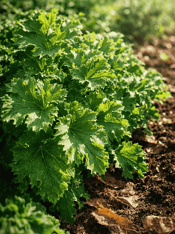 Гейхера Malachite