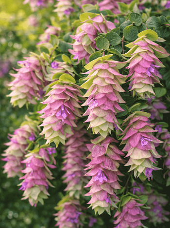 Душица кругнолистная Kent Beauty