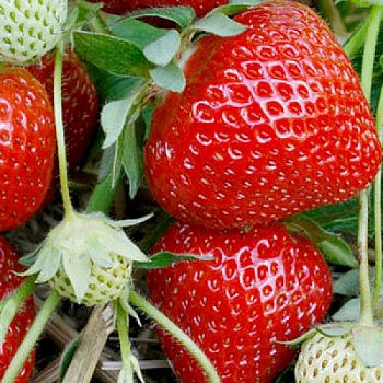 Земляника садовая Талия Земляника садовая Талия