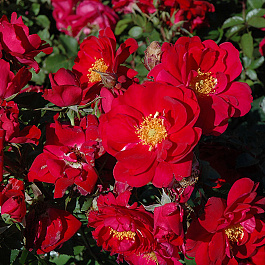 Роза канадская плетистая Генри Келси