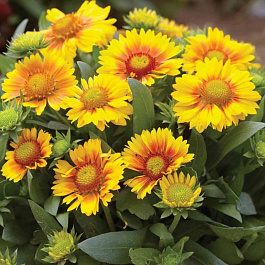 Гайлардия остистая Аризона Эприкот