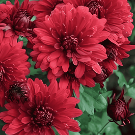 Хризантема корейская Юрий Гагарин