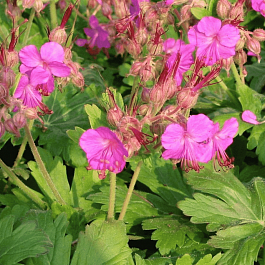 Герань крупнокорневищная