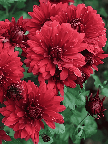 Хризантема корейская Юрий Гагарин