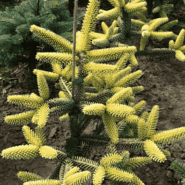 Пихта испанская Aurea