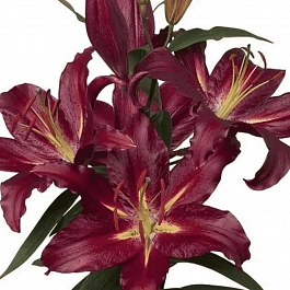 Лилия Commitment