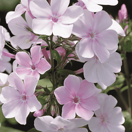 Флокс метельчатый Баловень