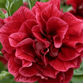 Петуния (сурфиния) Tambelina Inga кашпо