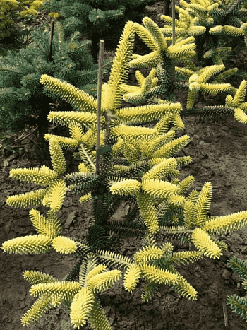 Пихта испанская Aurea