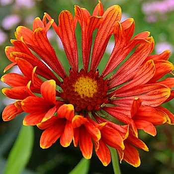 Гайлардия гибридная Френзи