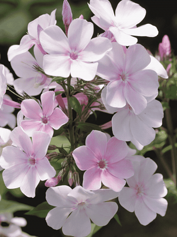 Флокс метельчатый Баловень