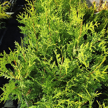 Туя западная Веймар