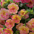 Калибрахоа Chameleon Double Pink Yellow Калибрахоа Chameleon Double Pink Yellow