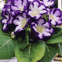 Глоксиния Tigrina Blue