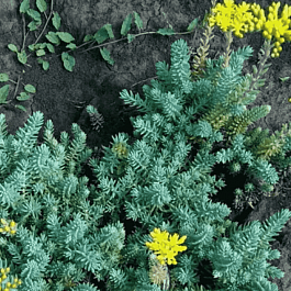 Очиток отогнутый