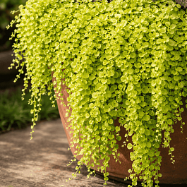 Вербейник монетчатый