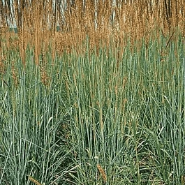 Сорговник колеблющийся